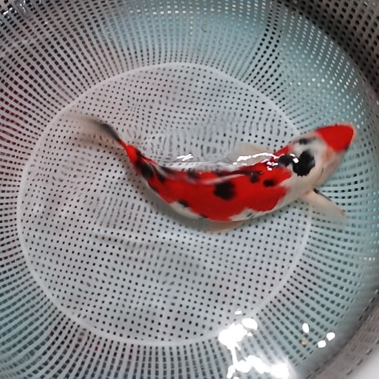 锦鲤包邮开箱包活到家