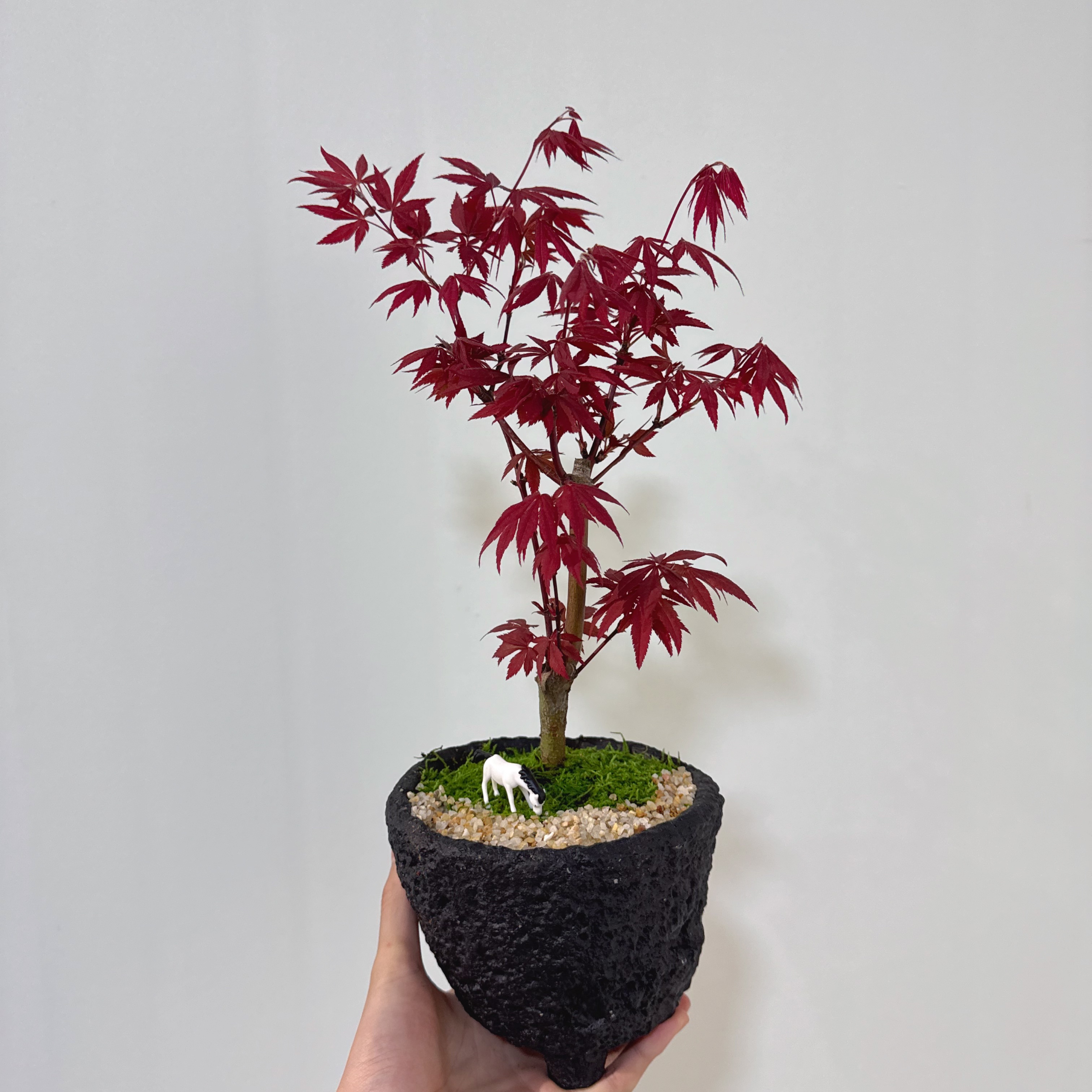 【红枫树】红枫禅意盆景观叶植物室内茶室桌面净化空气绿植盆栽