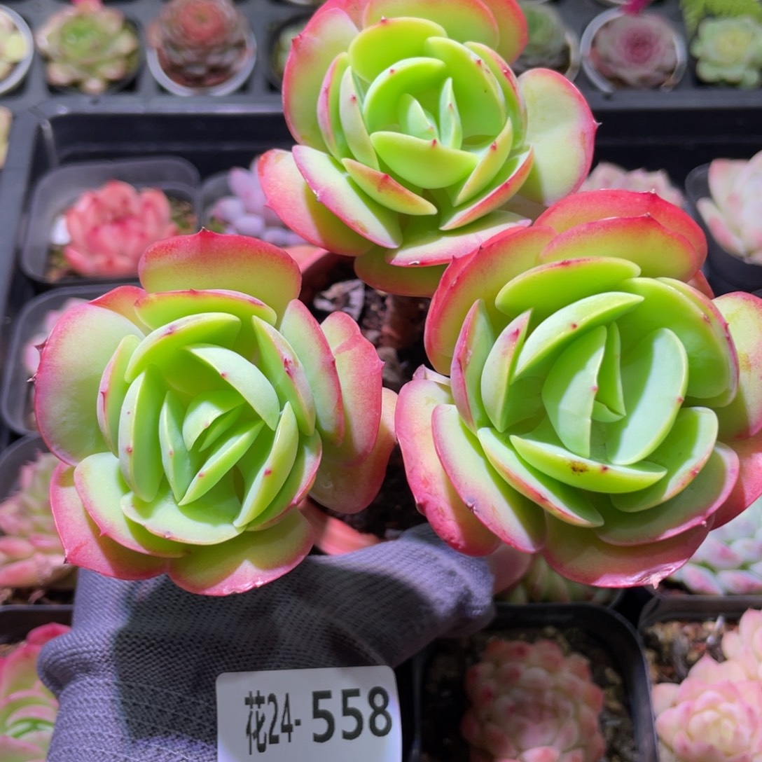 花利美24-558吸财树