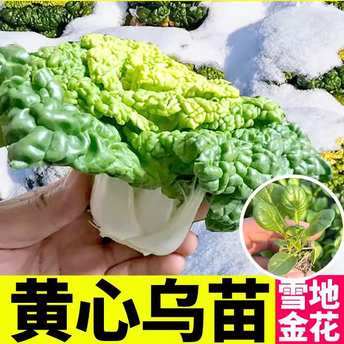 黄心乌塌菜苗秧黄心乌种籽卷芯小白菜种孑耐热耐寒盆栽苗种子