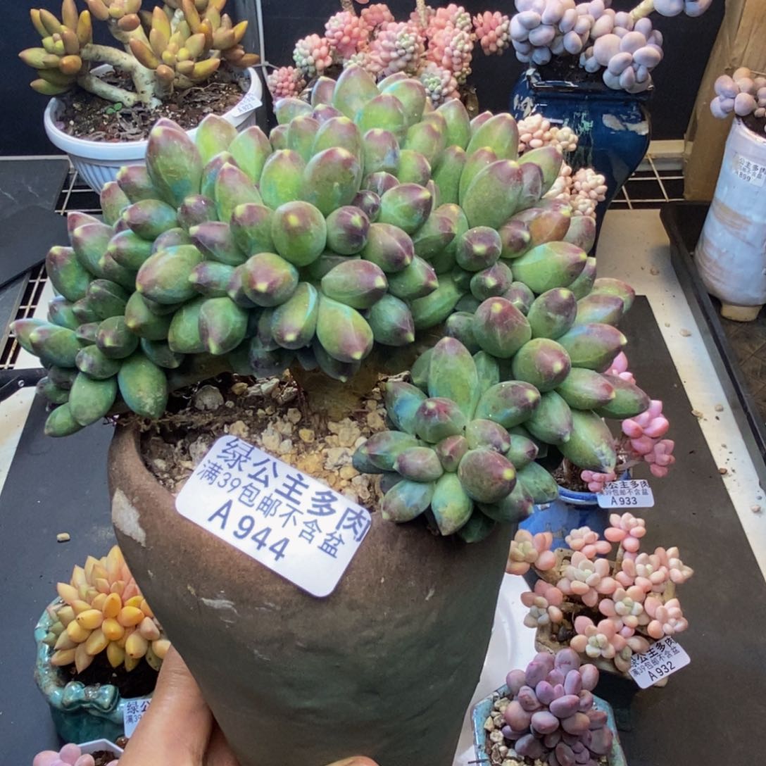 944香蕉树缀多肉11c m