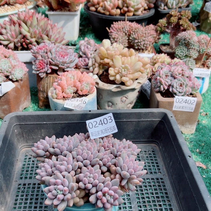 幸运的是我还没遇到你呢