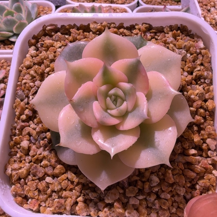 贝加尔湖锦，多肉锦