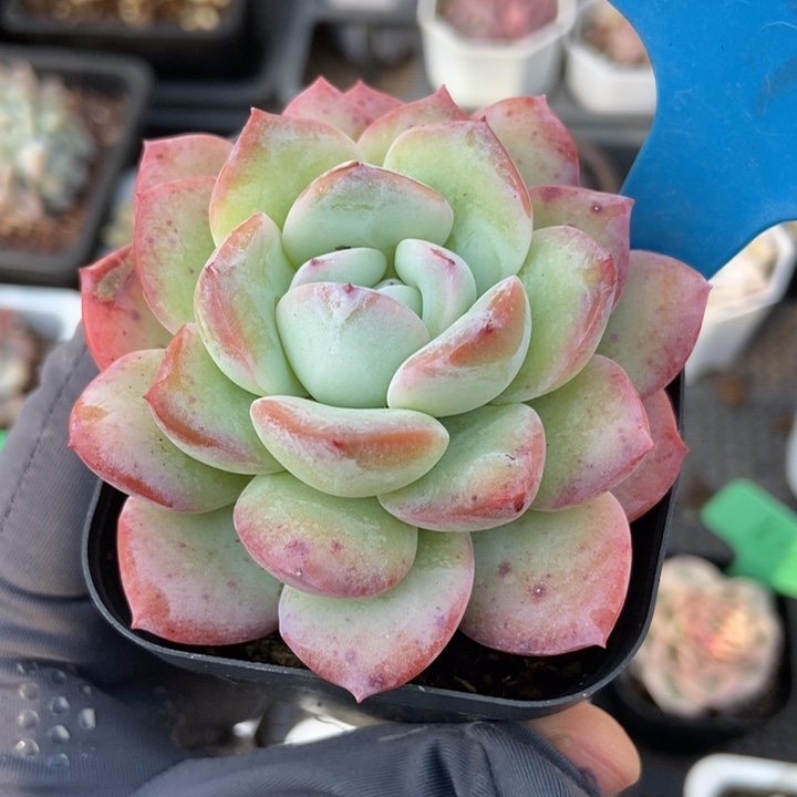 899冰岛多肉植物保护