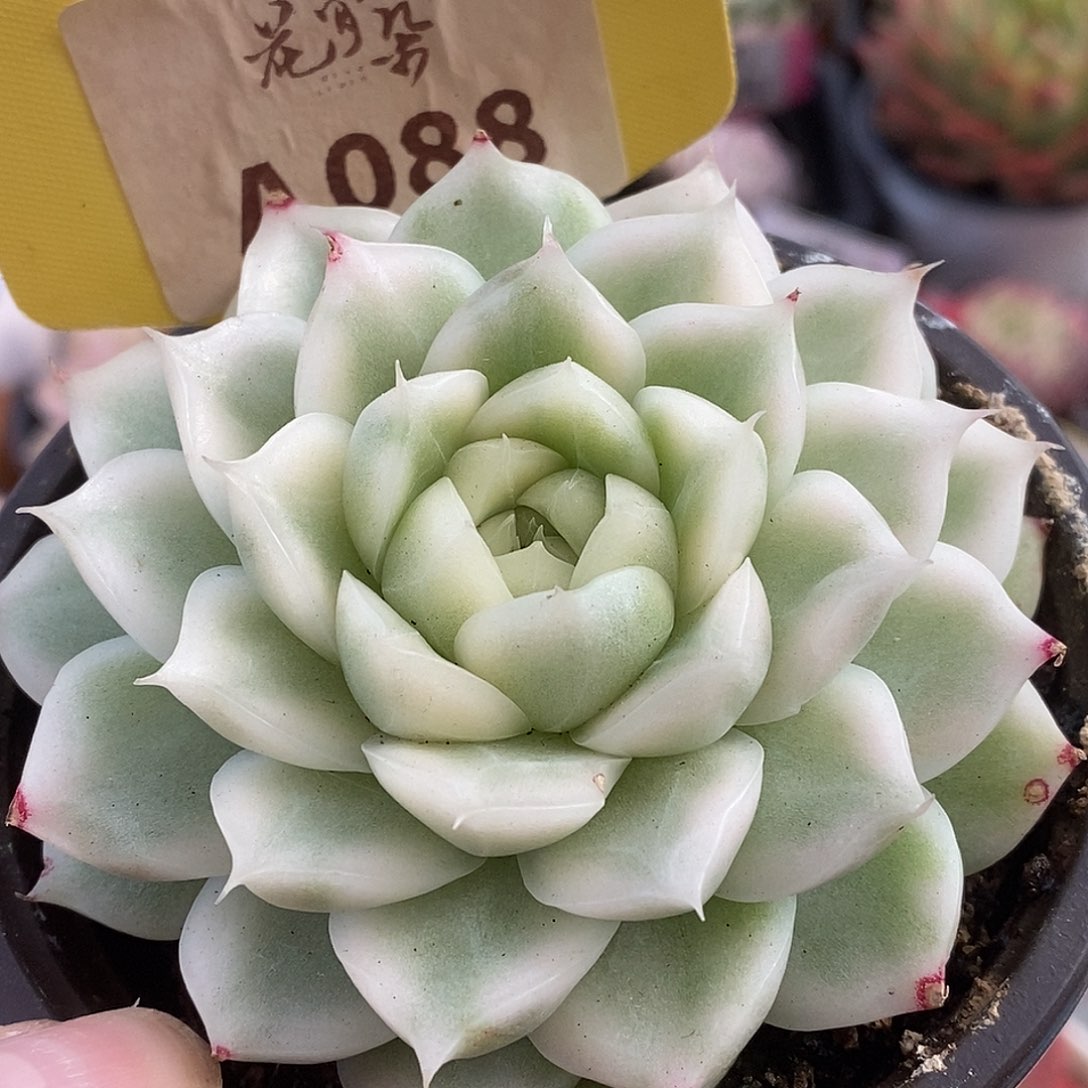 88麦秆哈哈哈哈哈哈