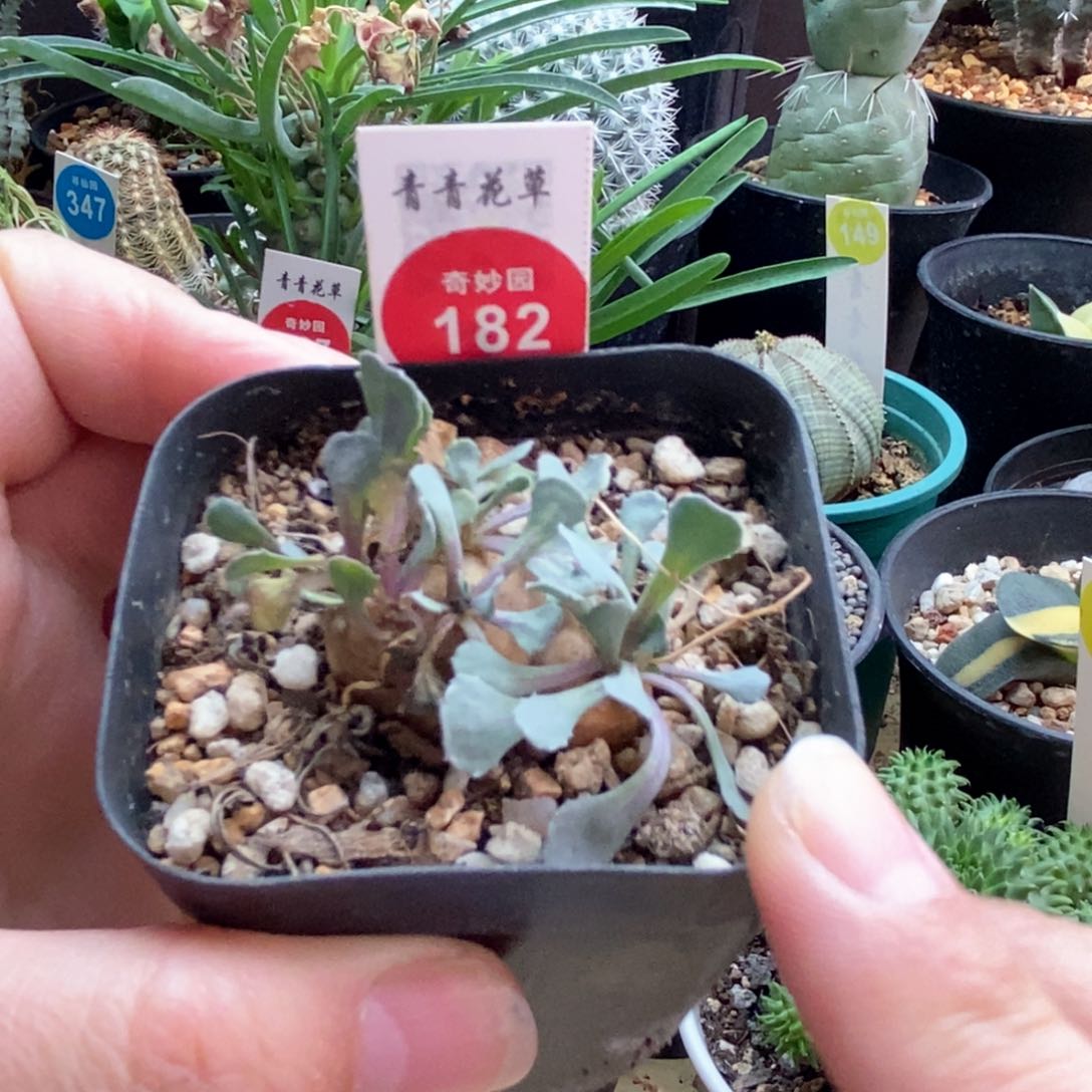 格加厚敦菊一颗3.1cm