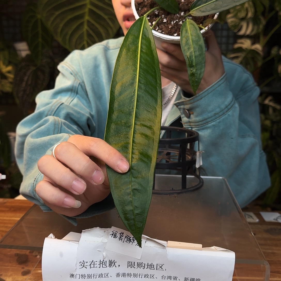 完全开放H147豌豆荚领带