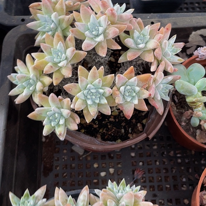 超大老庄白菊群带盆土发