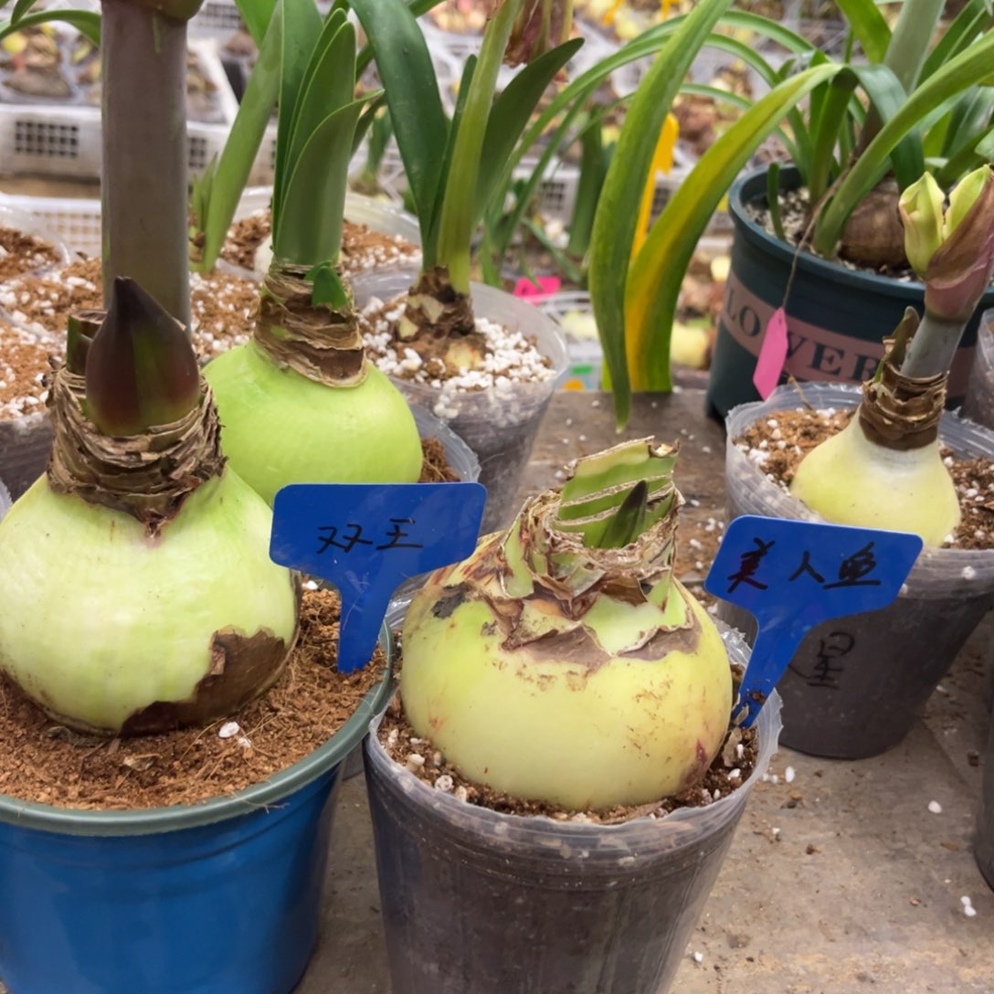 九***味美人鱼双王朱顶红