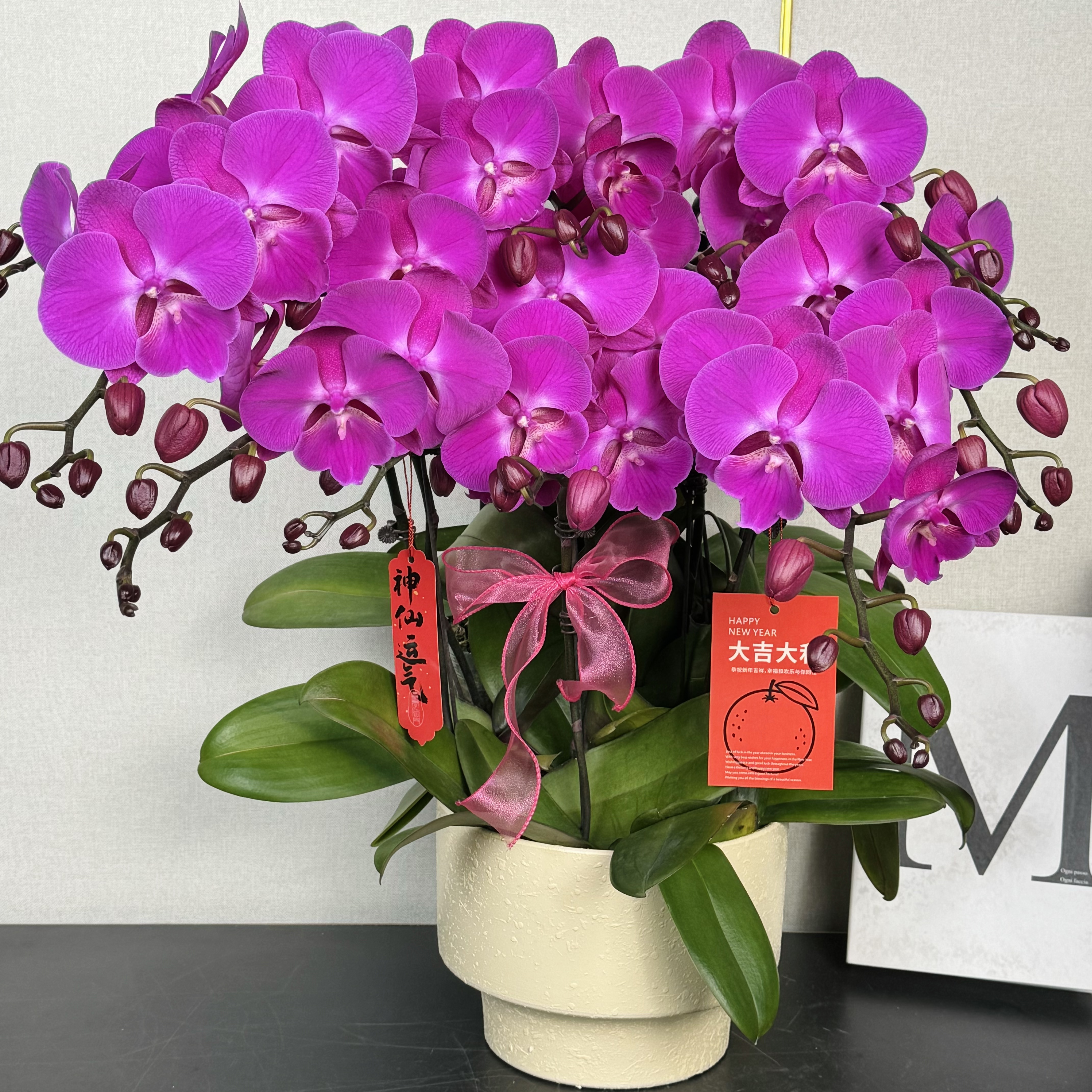 福禄禧【喜上喜】蝴蝶兰盆栽花卉观花植物室内四季开花陶瓷盆