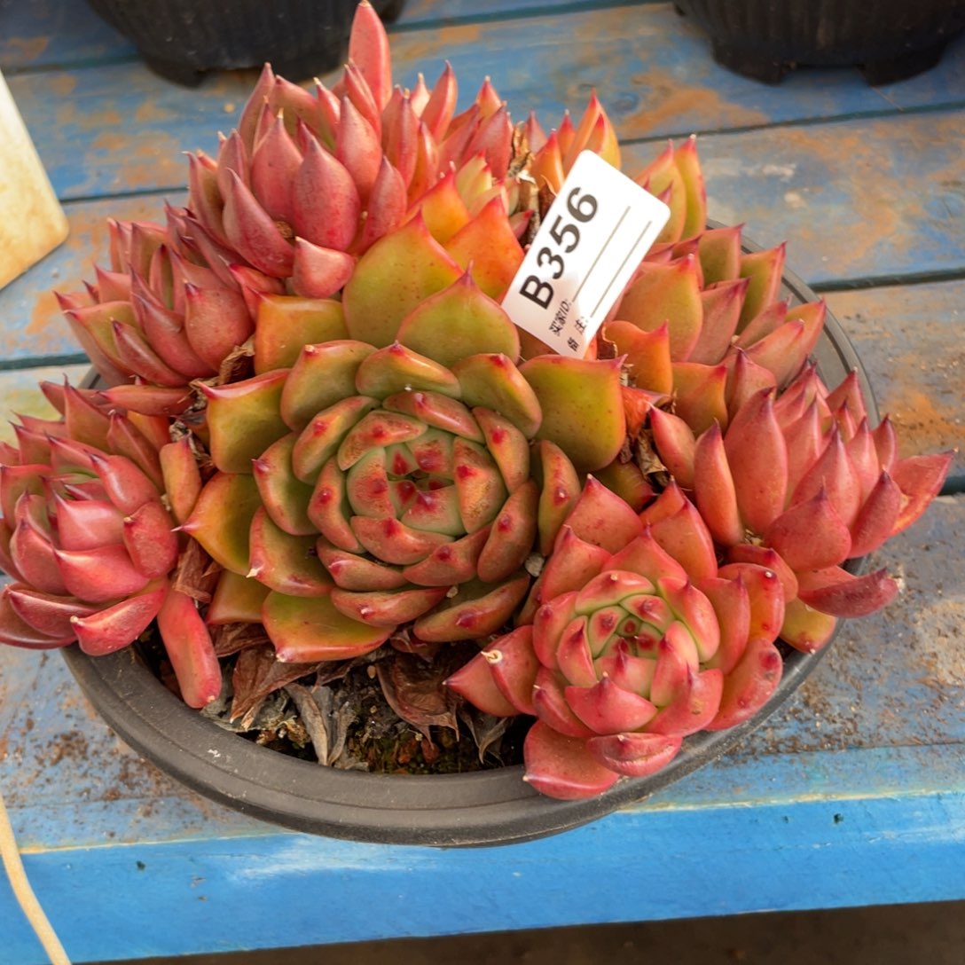 无花朵若茹东云单拍B356