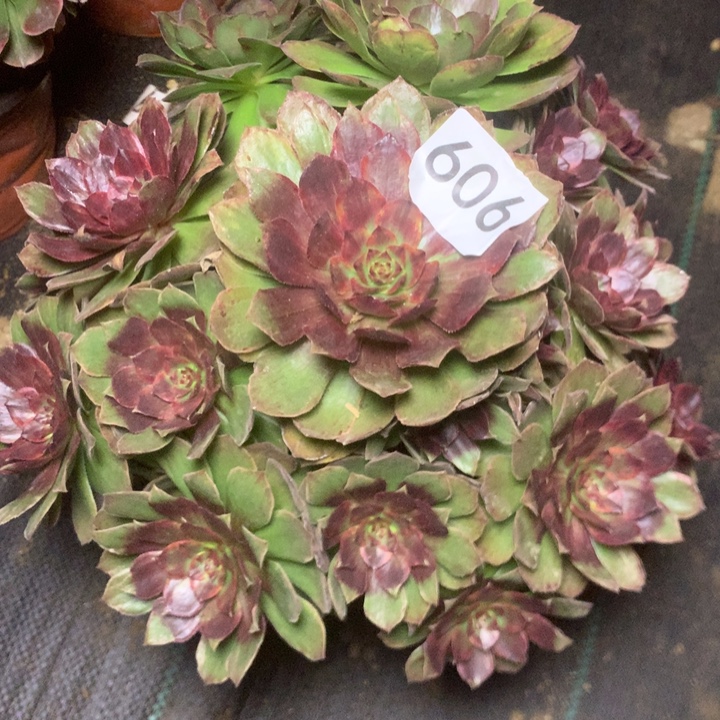 606红丝绒多多肉植物