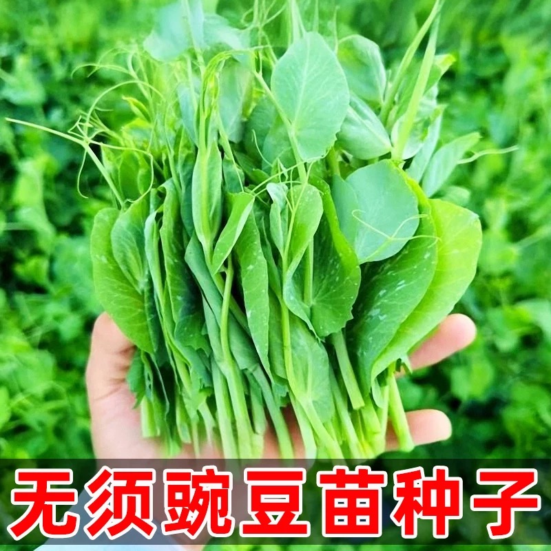 【满9.9包邮】无须豌豆苗种子大叶豌豆苗种子可水培四季豌豆尖种籽