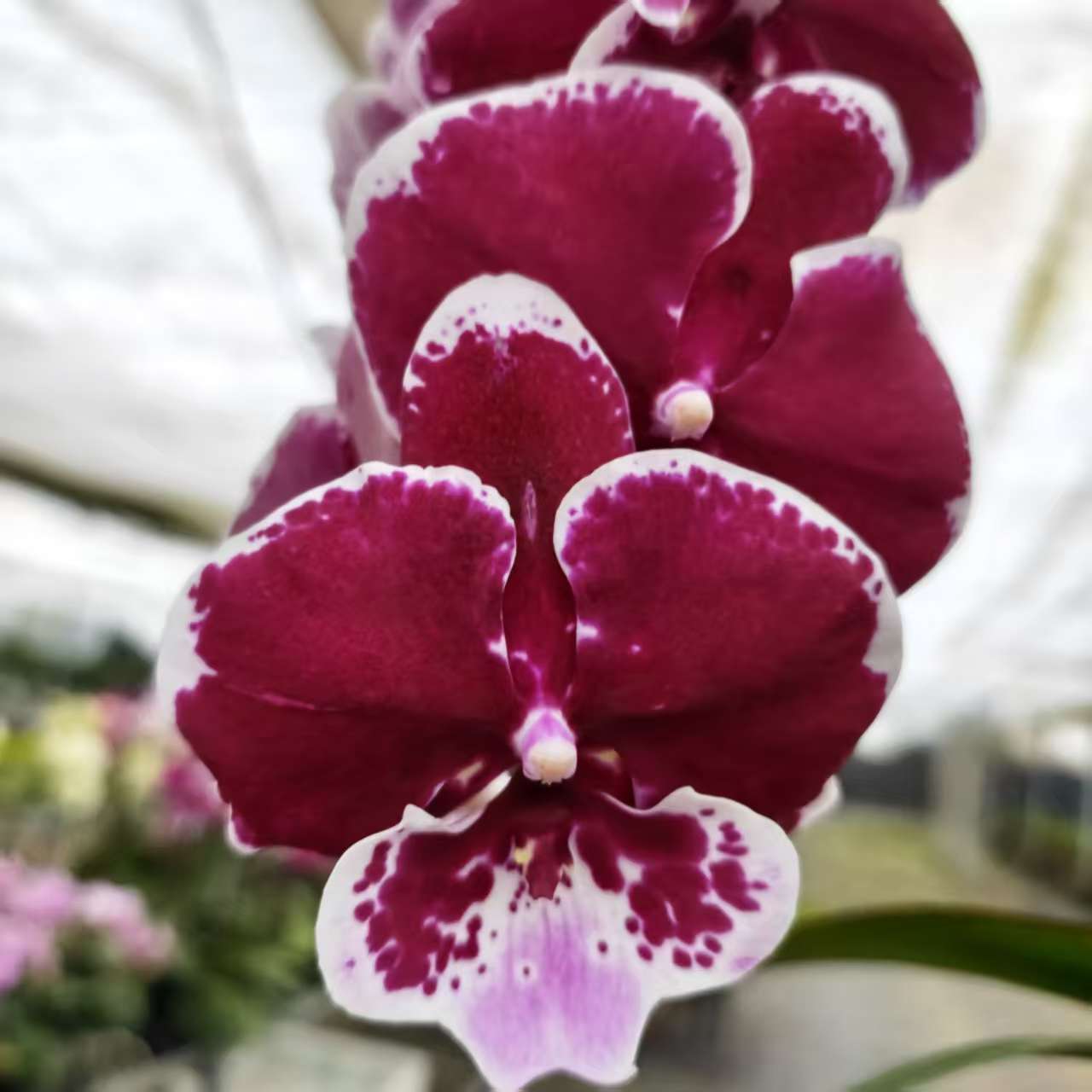 【圆舞曲】繁生花坊精品蝴蝶兰易养护易活客四季开花送礼佳品