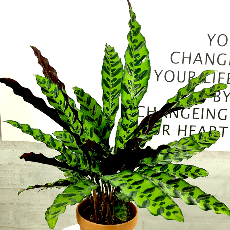 猫眼竹芋 盆栽绿植