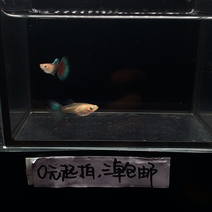 孔雀鱼黄化兰礼服跑红一对