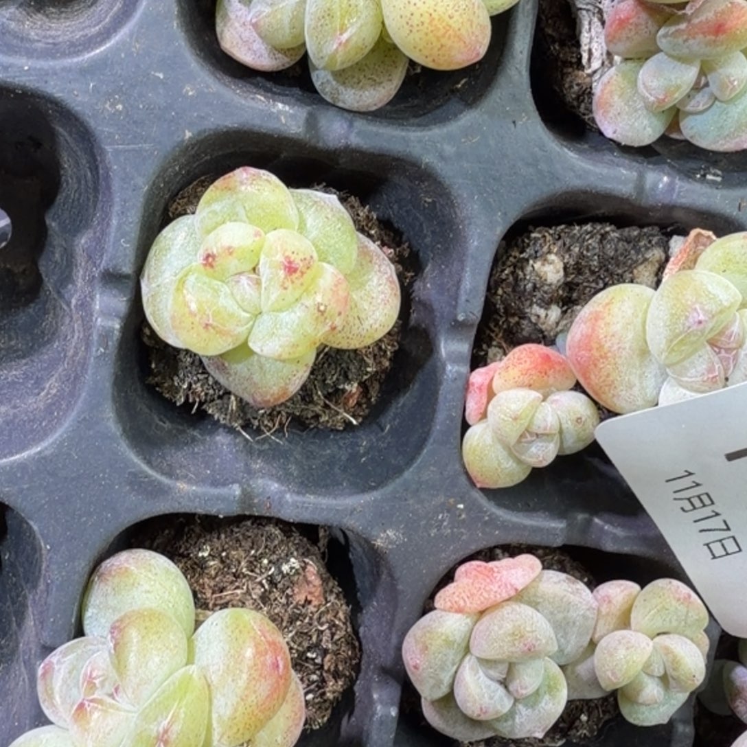 105 号到手1框江北多肉