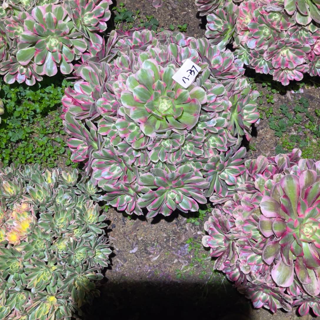 12-13-37粉女巫初恋优选