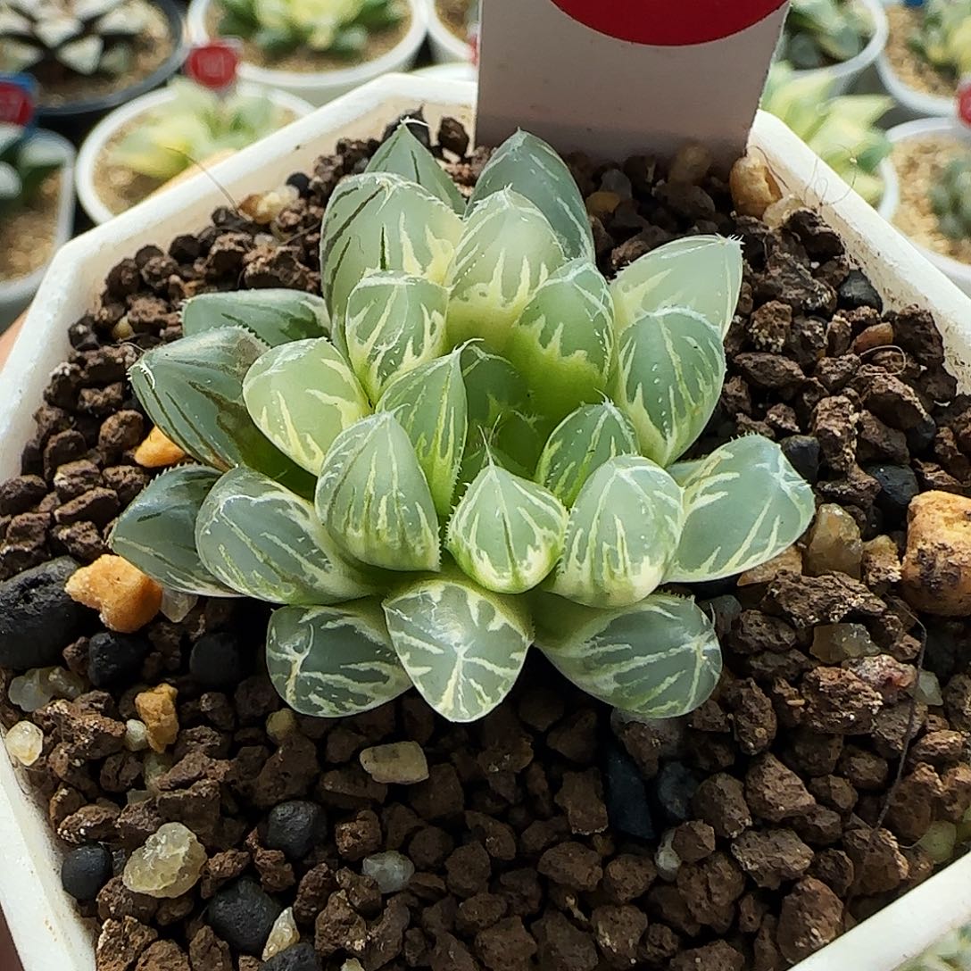 673号糊斑霓虹灯4.1左右一物一拍带盆土