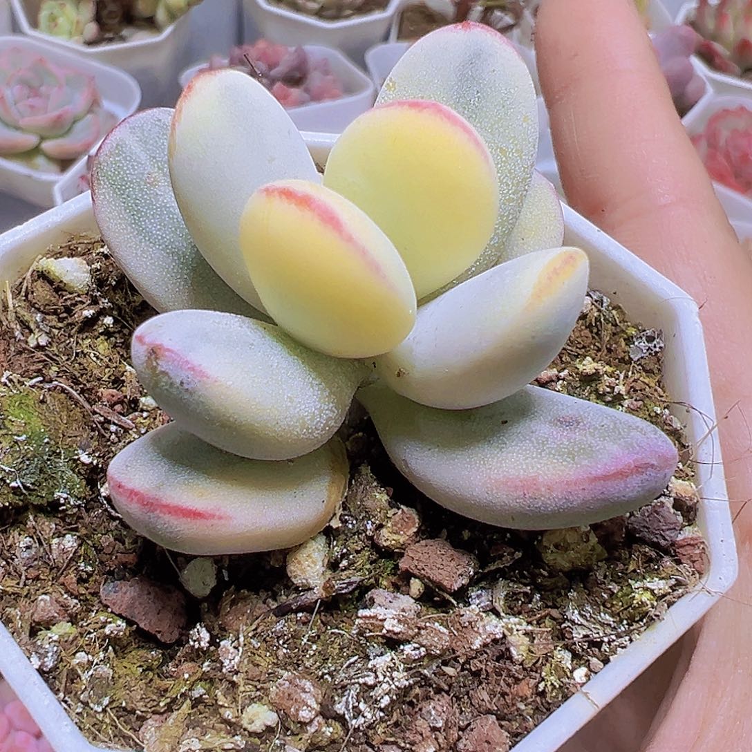 乒乓锦19包邮多肉植物