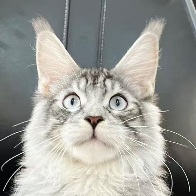 来了姊妹-银虎斑蓝眼 缅因猫 弟弟 29