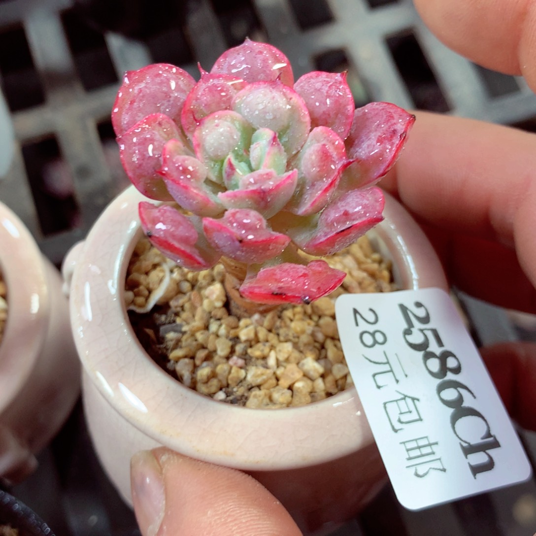 5厘米盆精控多肉2586