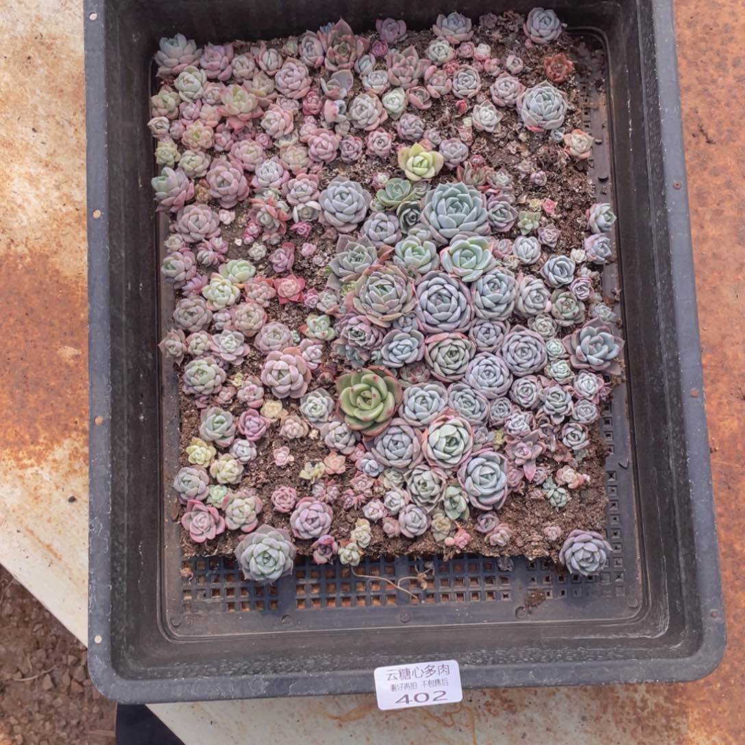 云糖心多肉植物402