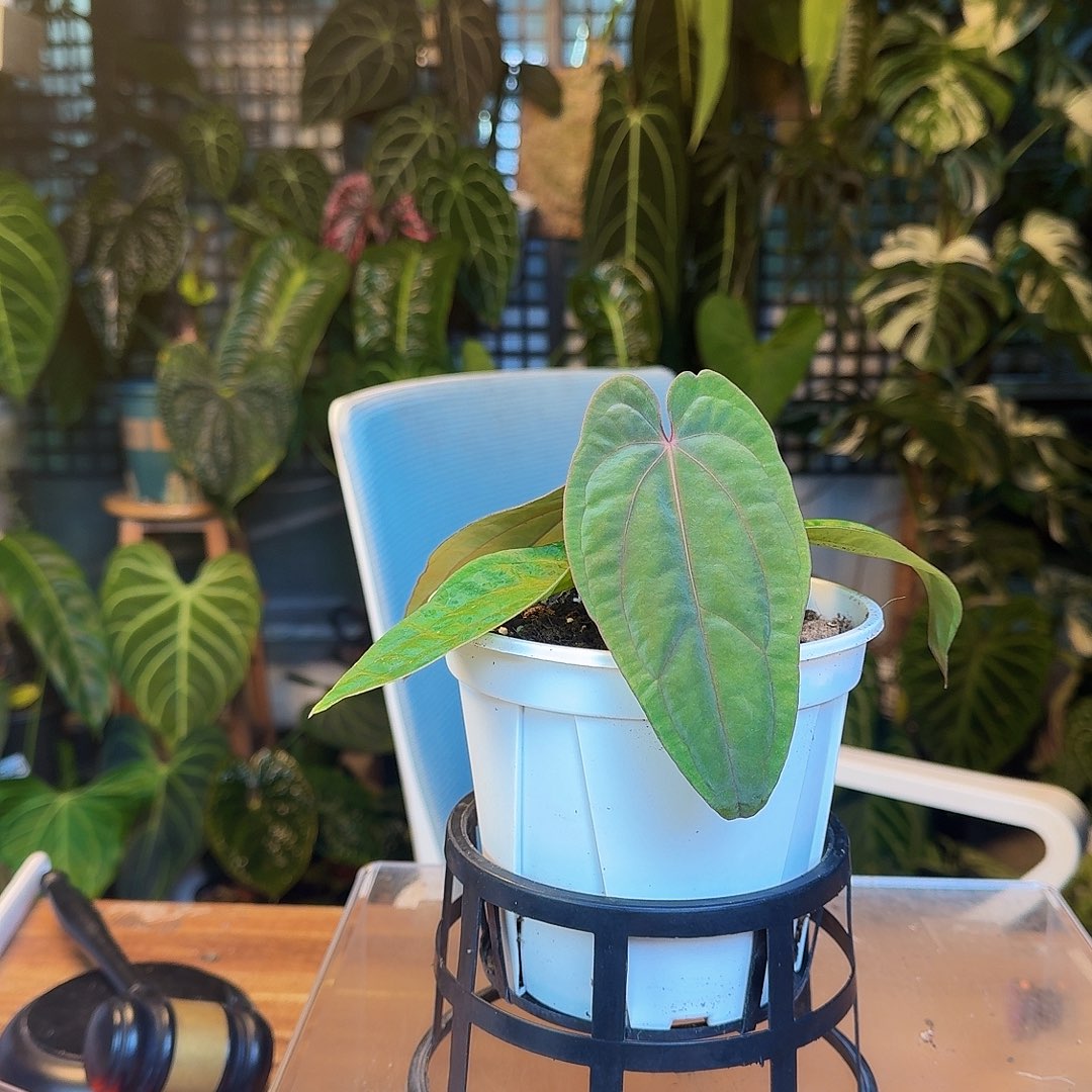 完全开放J61bvep杂黑凤凰