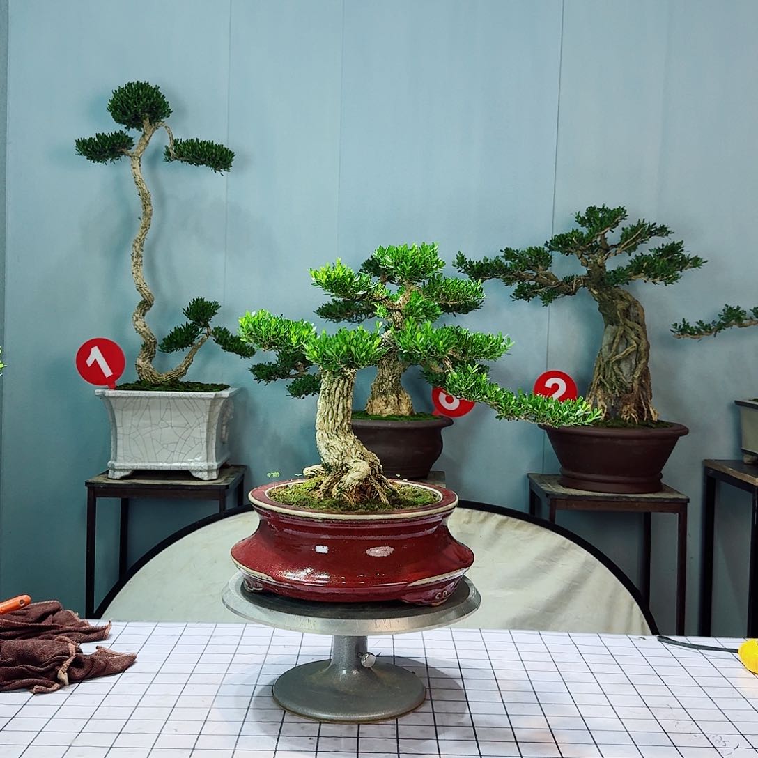 【**】广东皱皮雀舌黄杨