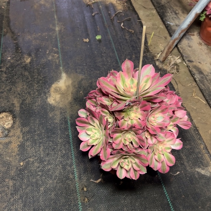 33粉女巫多肉多肉多肉