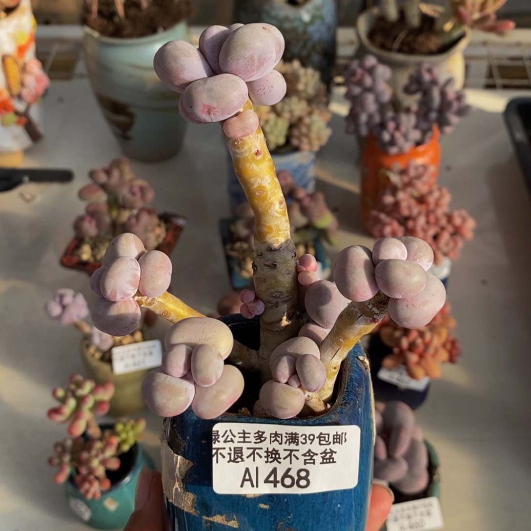 468芭比奶多肉7c m