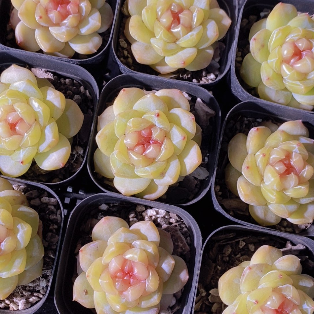 1-15-精品果汁单头一个