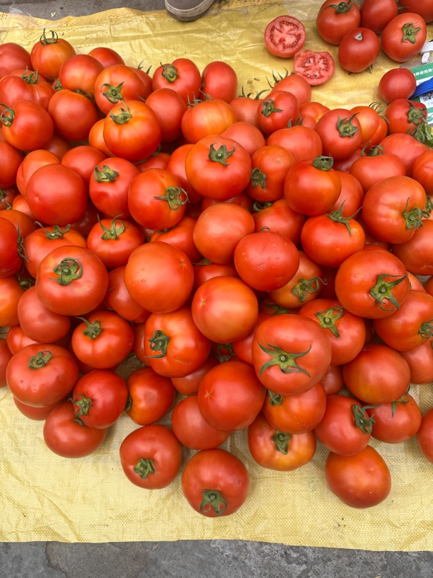 西红柿 云南露天种植