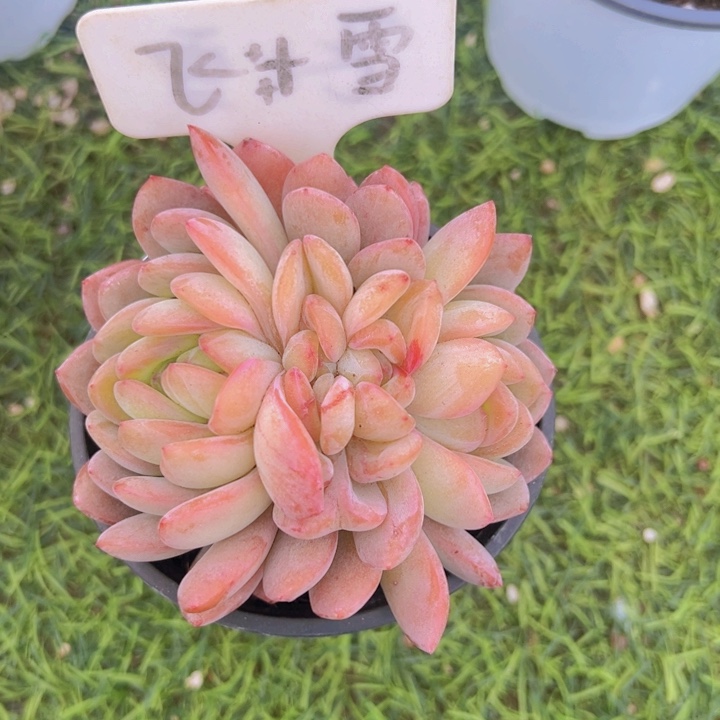 健健康康平平安安