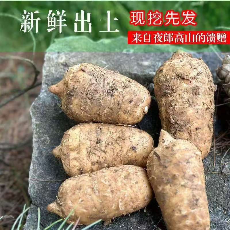 赫章新鲜天麻仿野生种植产炖鸡煲汤鲜味美