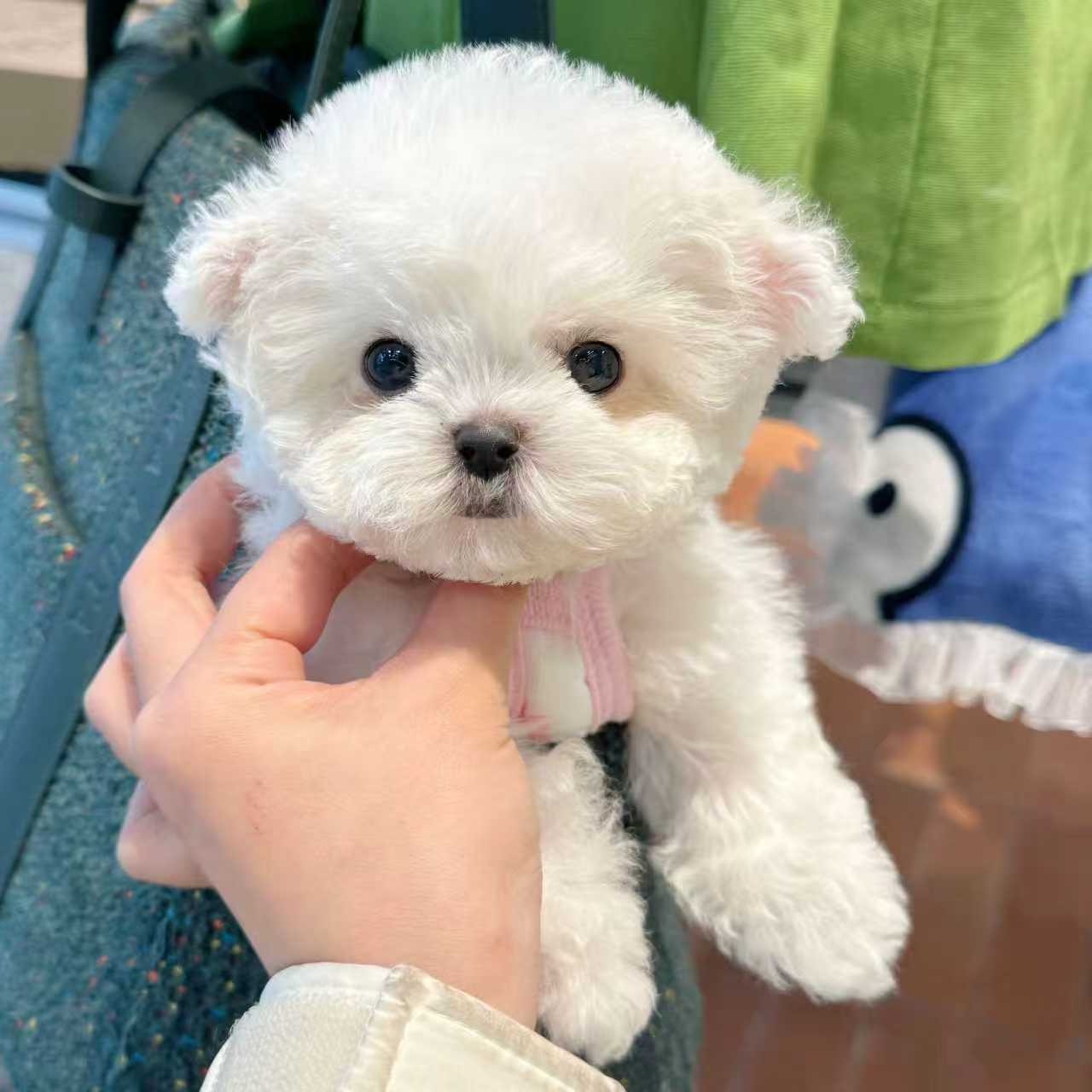 【番茄的熊宝】萌宠幼犬专拍