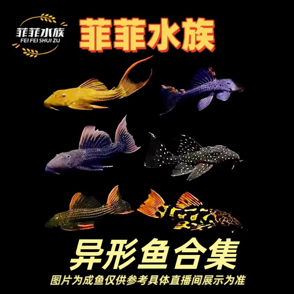 活体发货帝王血钻哥白哥绿L333帝王迷宫异型鱼合集（入缸不包损）