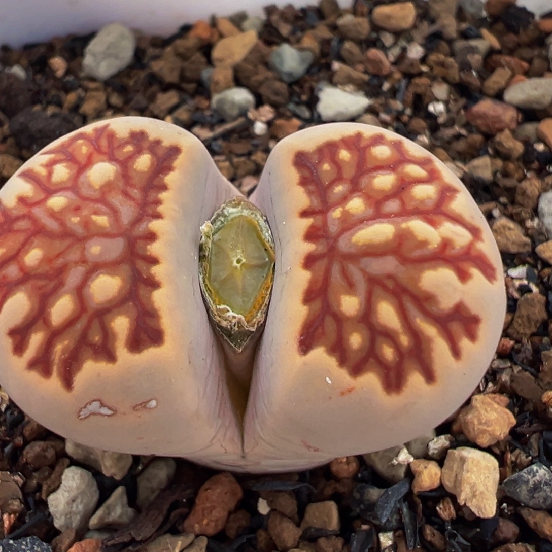 红纹菊化石多肉植物