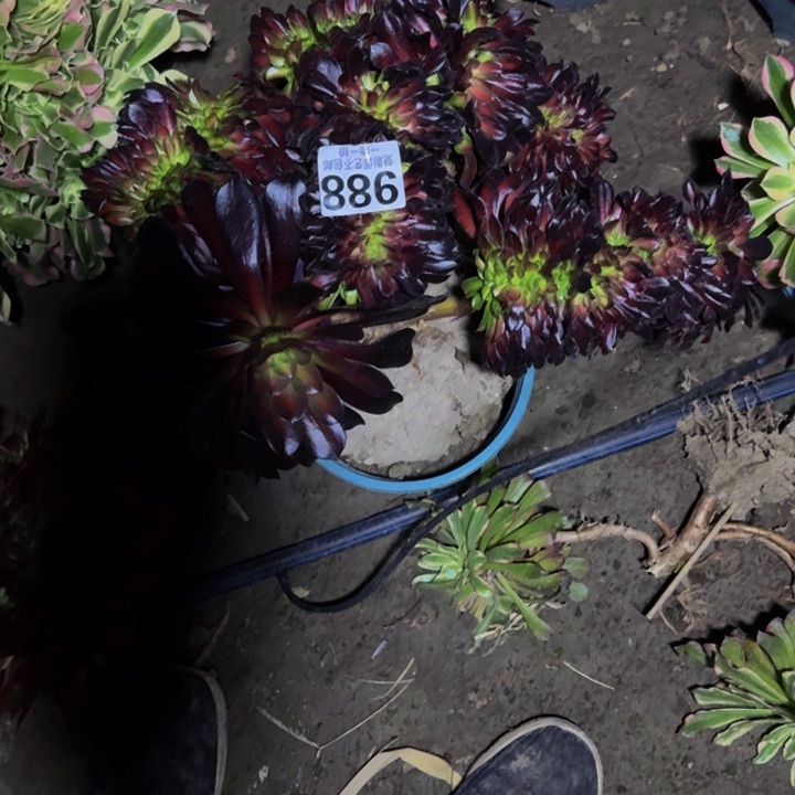 花纳花29-18包邮花花