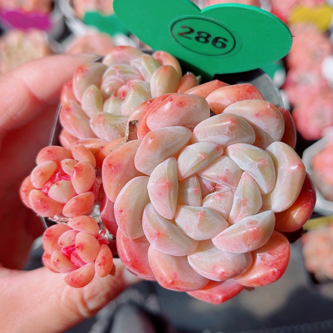 286号小老桩糖心群