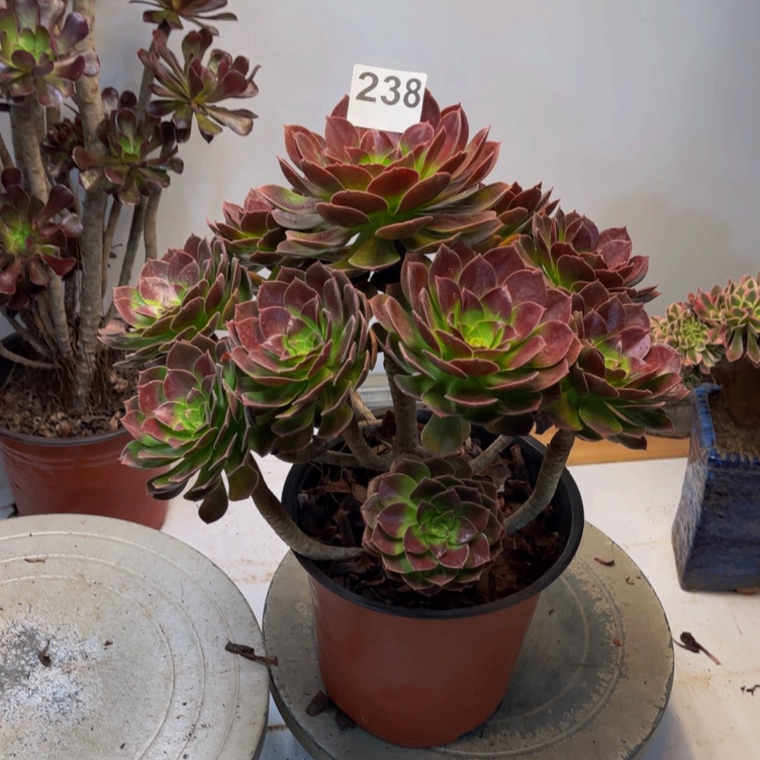 多肉植物炽焰莲238