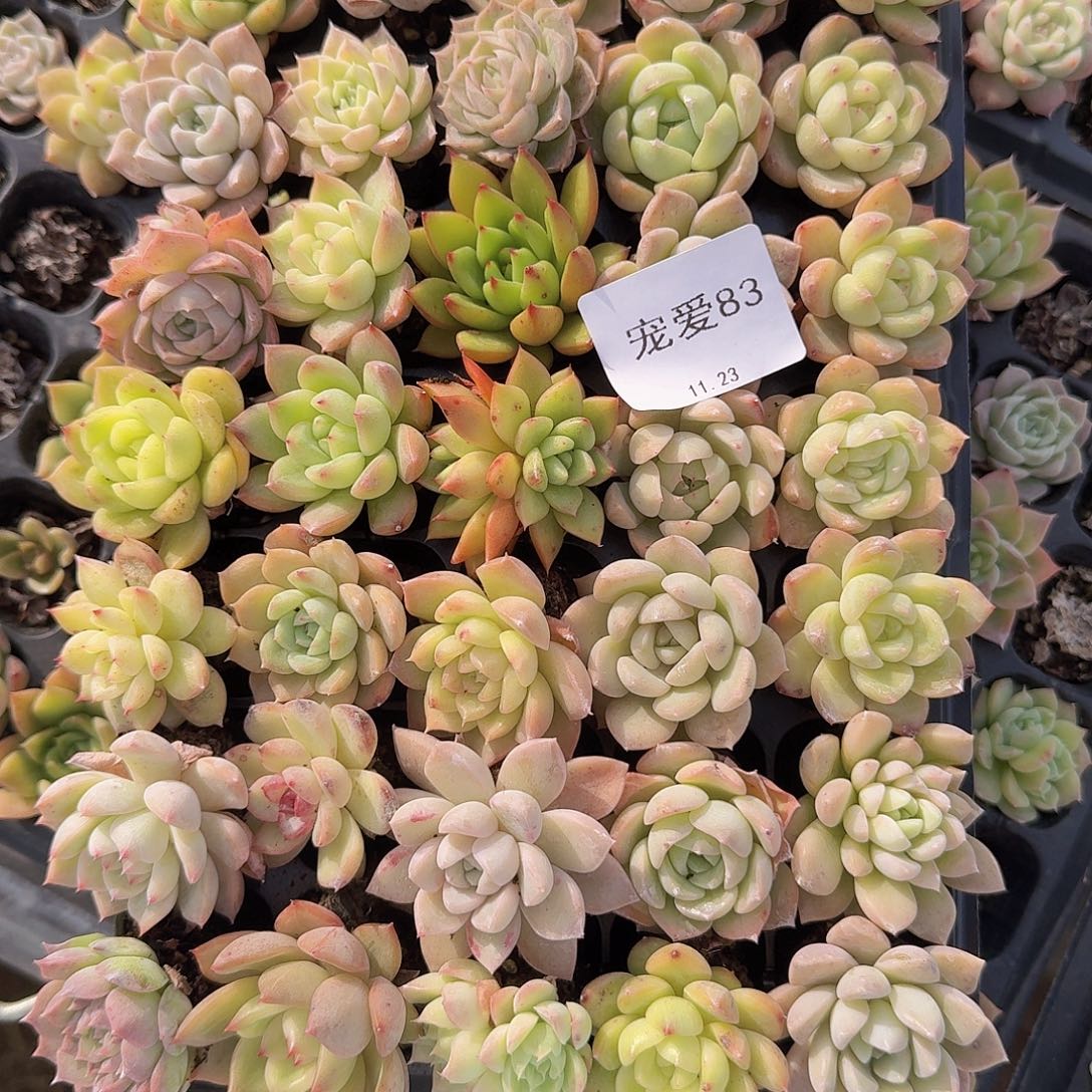 大****直播福利一物一拍83