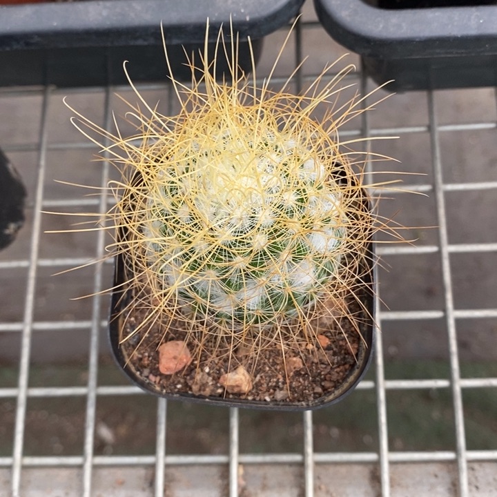 伯克利和格蕾纳的故事也是