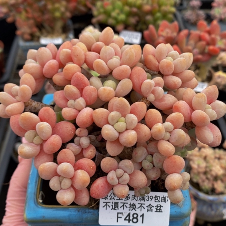 鱼子酱老桩12cm481多肉植物