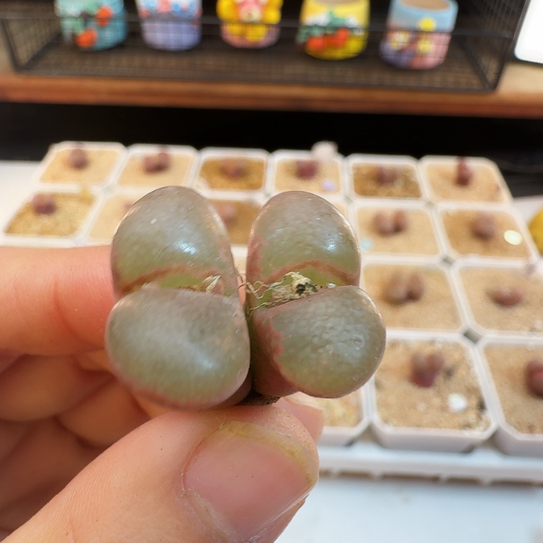 多肉植物福利风铃328