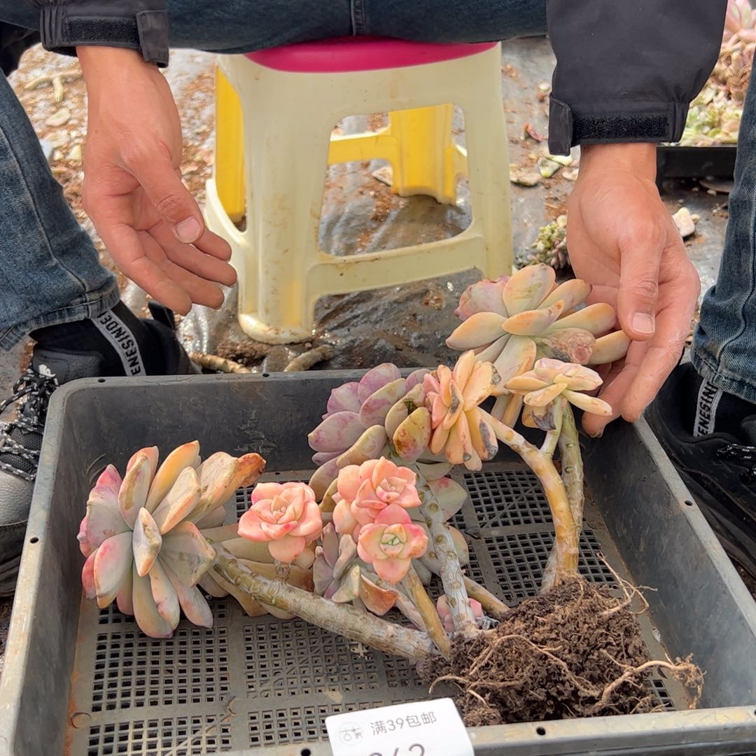 262紫乐锦老桩多肉