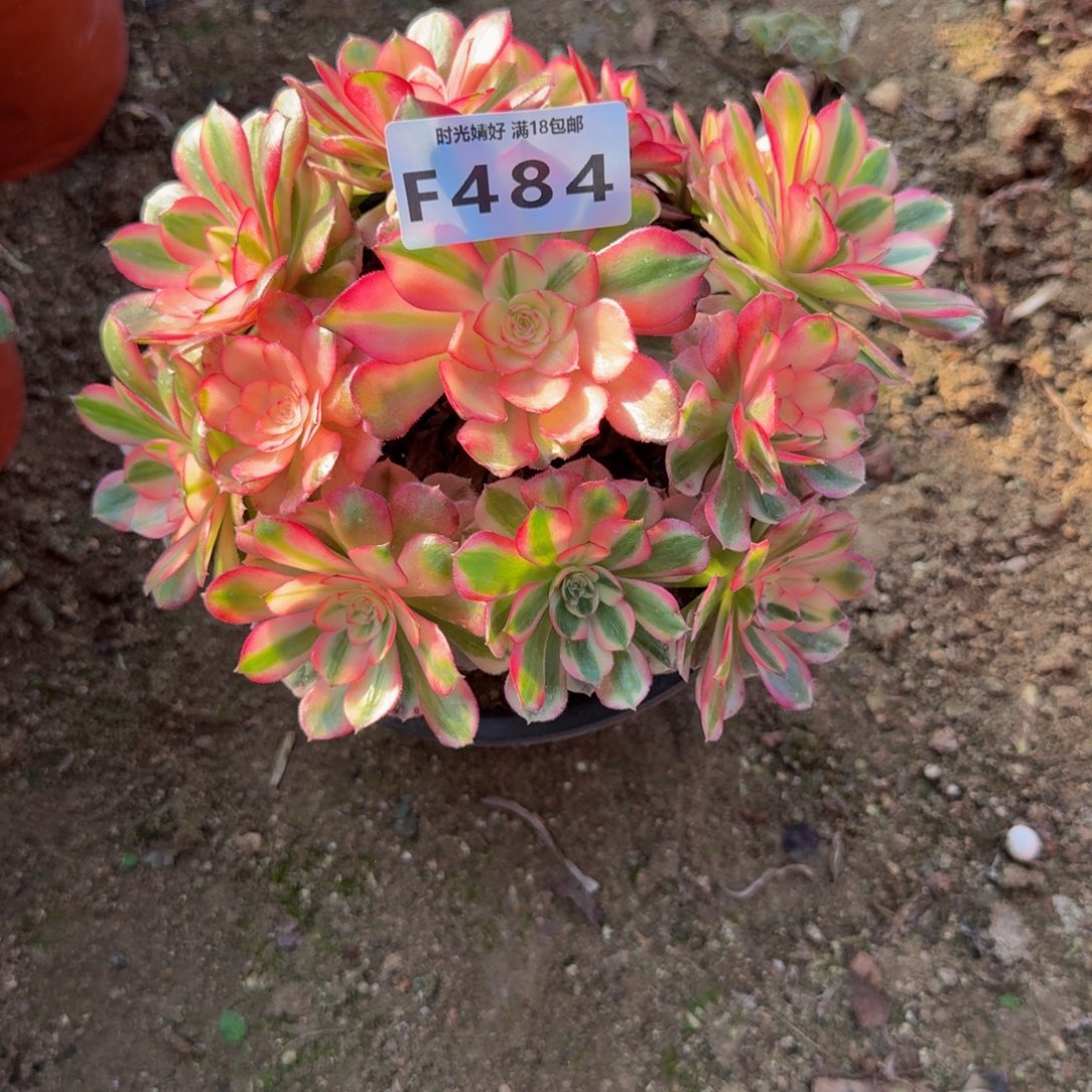 484荔枝。多肉植物