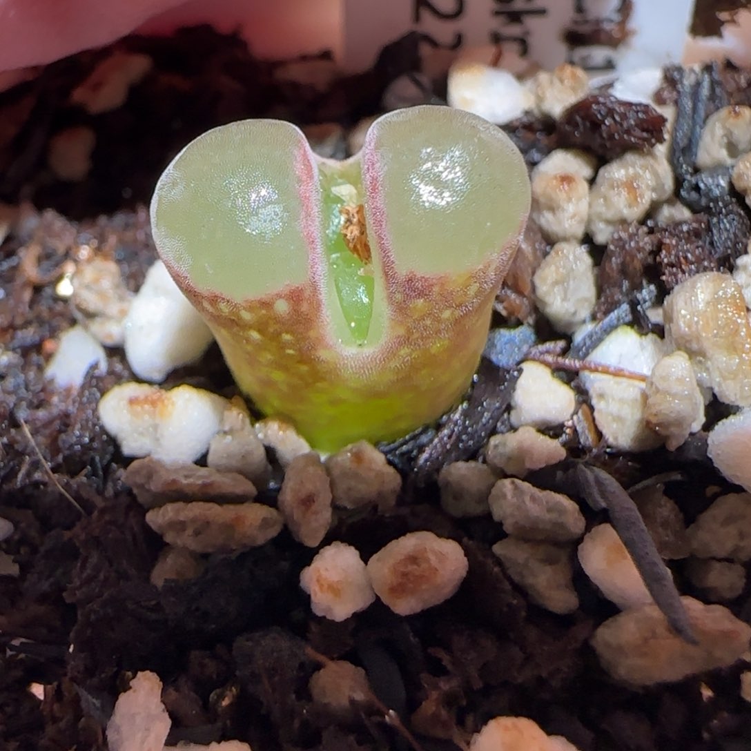 肉锥多肉植物百科-侧影37