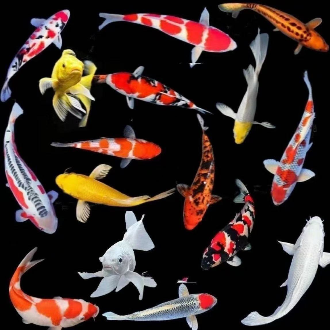 超大号精品血统锦鲤9-13厘米15条新手鱼好养冷水鱼观赏鱼水族包邮