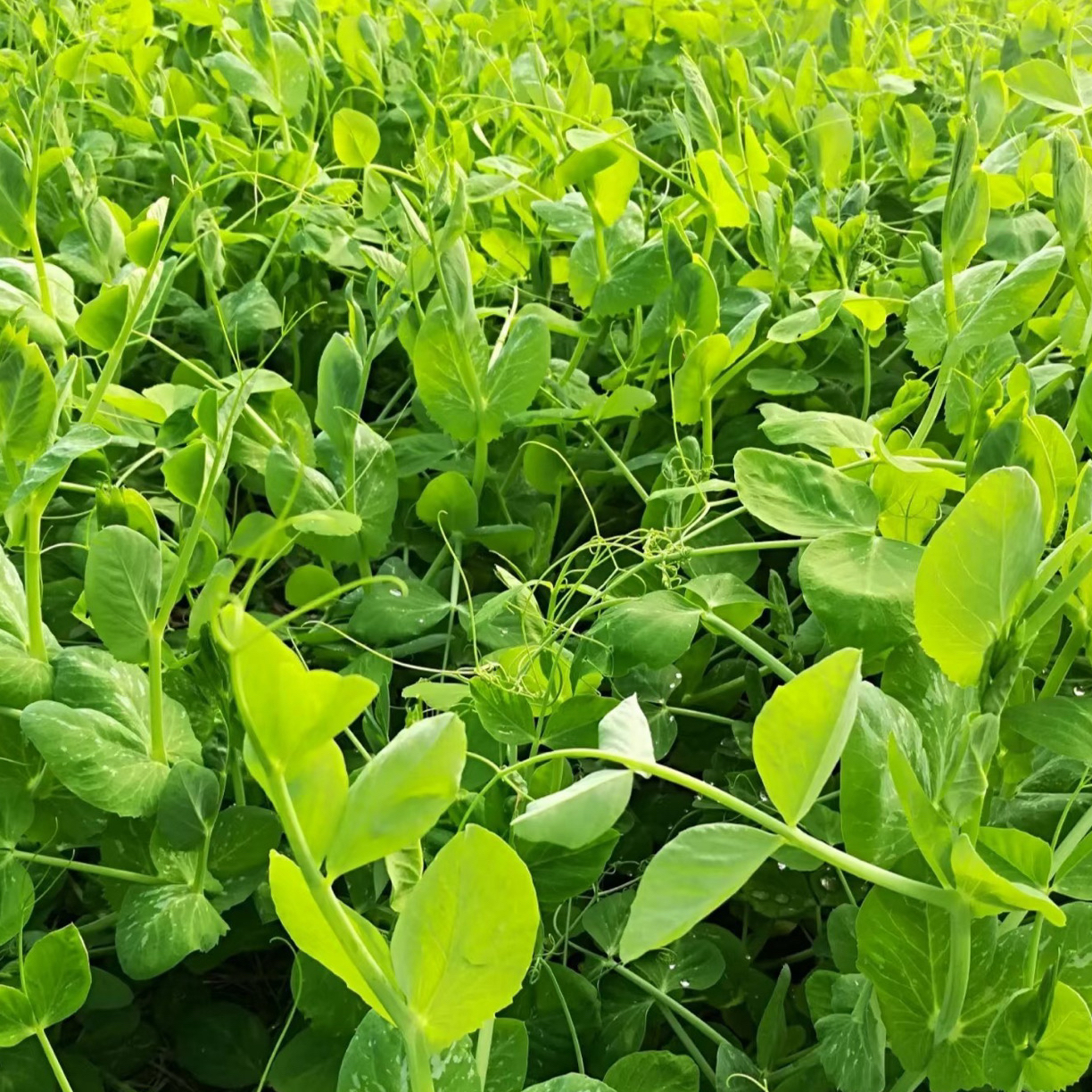 贵州新鲜现摘豌豆尖嫩尖嫩叶蔬菜火锅必备应季蔬菜坏单包赔